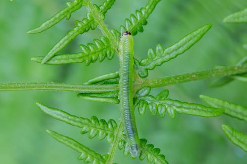 Réf. 297 739 : Strongylogaster sp.
